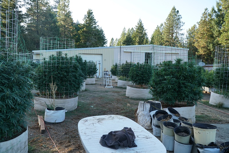 Las mejores empresas de cannabis en California Nursery 