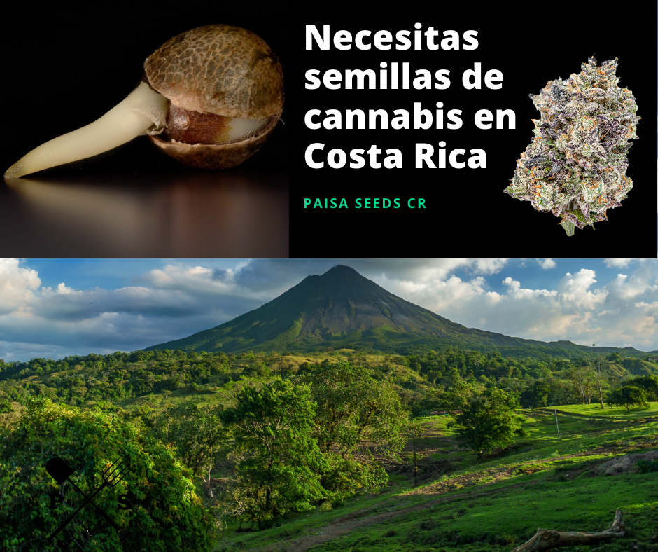 Como cultivar marihuana en Costa rica